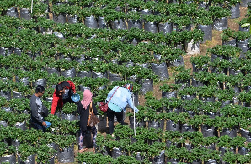 JUAL BIBIT STRAWBERRY | BUDIDAYA STROBERI | BUAH STRAWBERRY