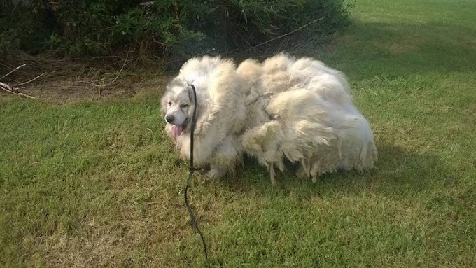 Cachorro resgatado de celeiro perde quase 16 kg na 1ª tosa