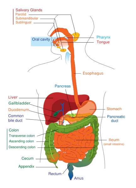 APARATO DIGESTIVO ~ MY ENGLISH AND SCIENCE