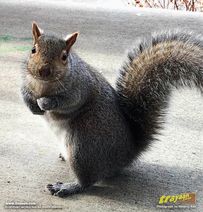 Eastern Gray Squirrel in Minnesota