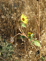 An Idaho Wildflower