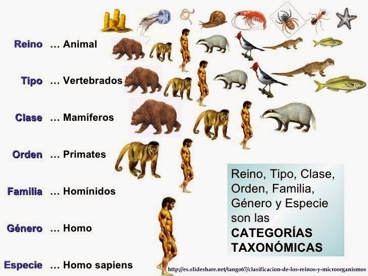 P4 CIENCIAS Taxonomia o clasificación de los seres vivos