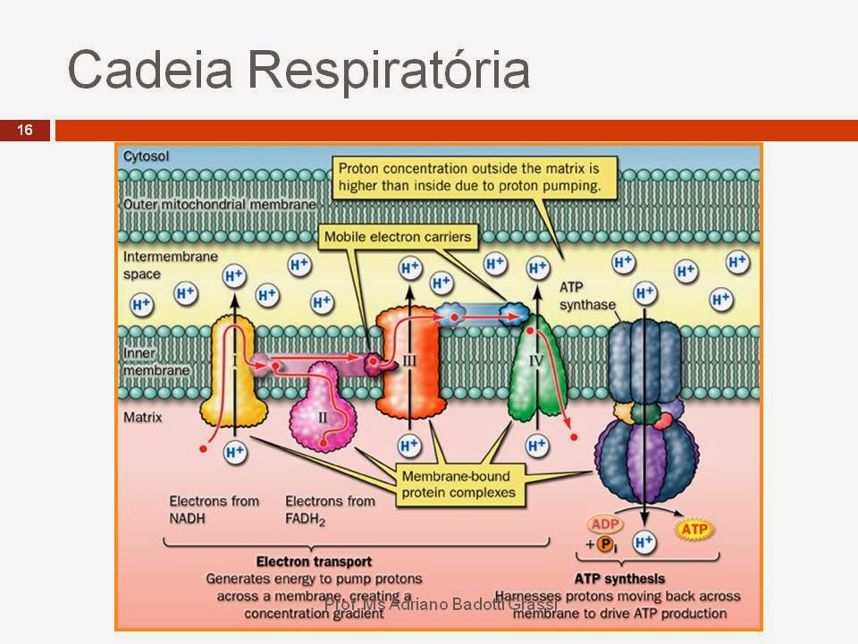 BIOMÉDICA: CADEIA RESPIRATÓRIA