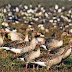 Keoladeo National Park- Haven for Bird पक्षियों के लिए स्वर्ग केवलादेव राष्ट्रीय पक्षी उद्यान