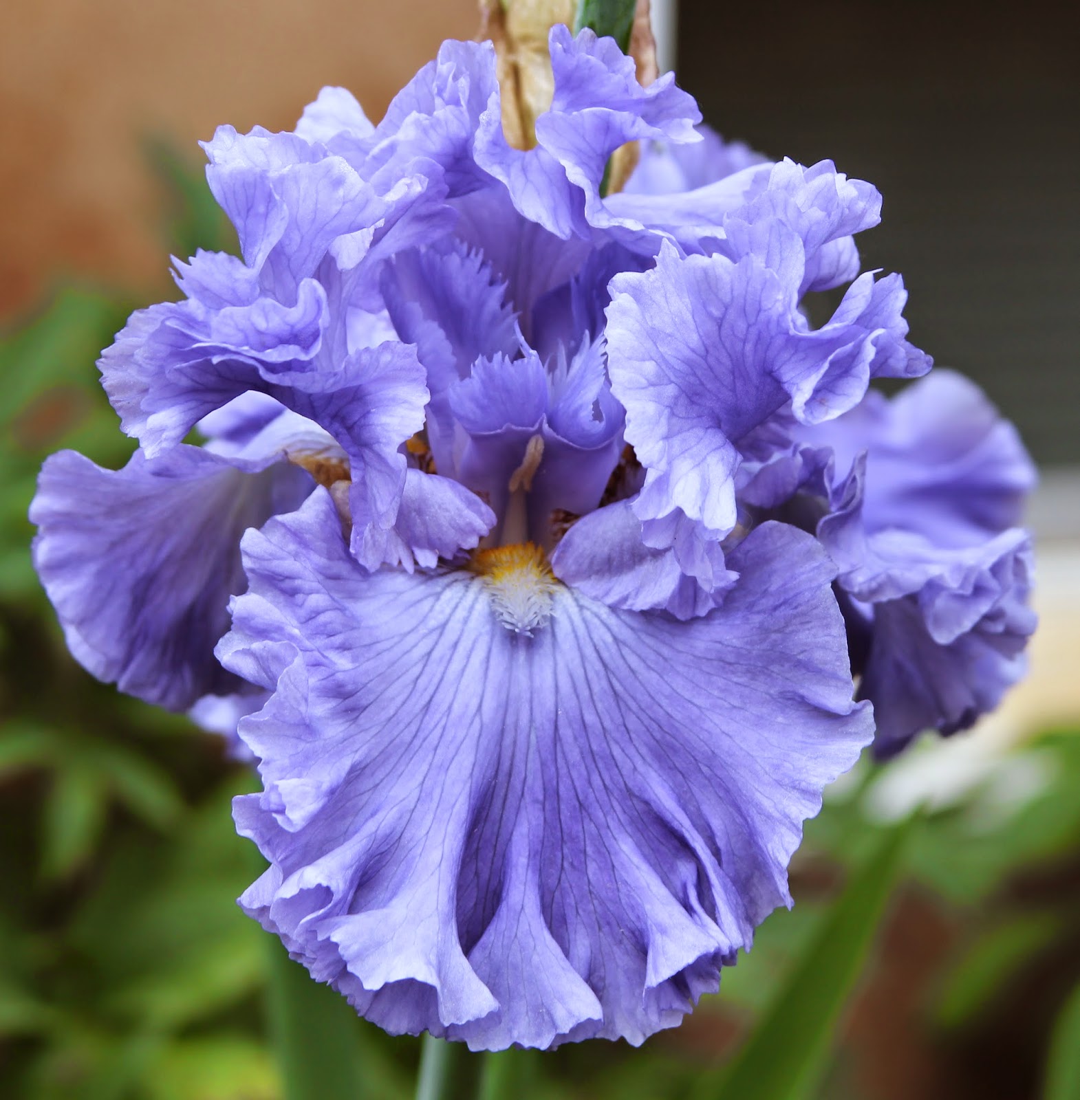 iris