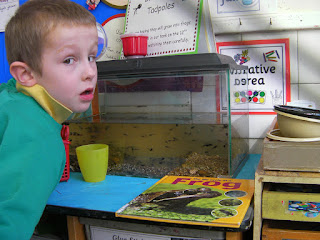 school project learning about tadpole metamorphosis
