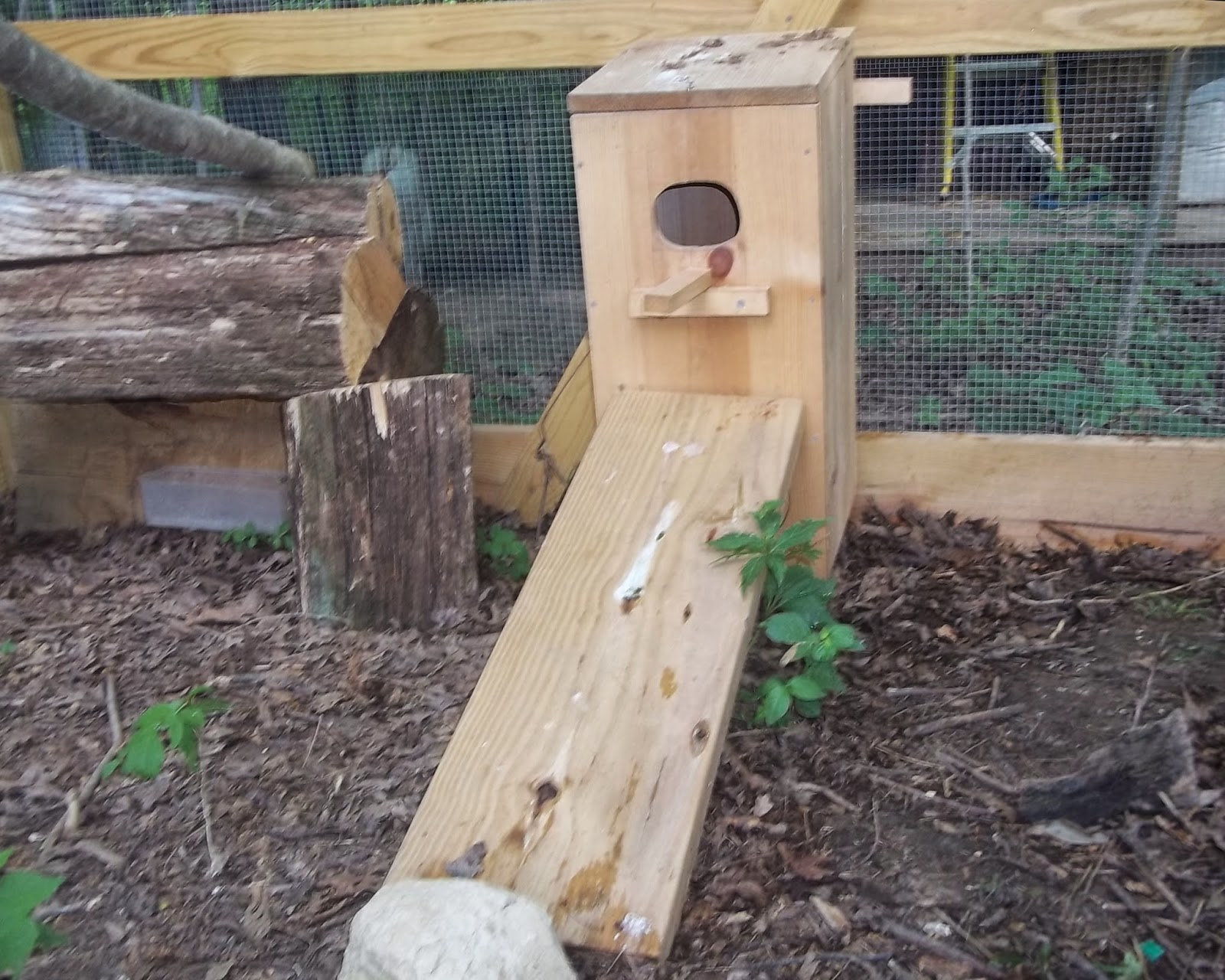 Hannah Loves Birds My Mandarin Ducks