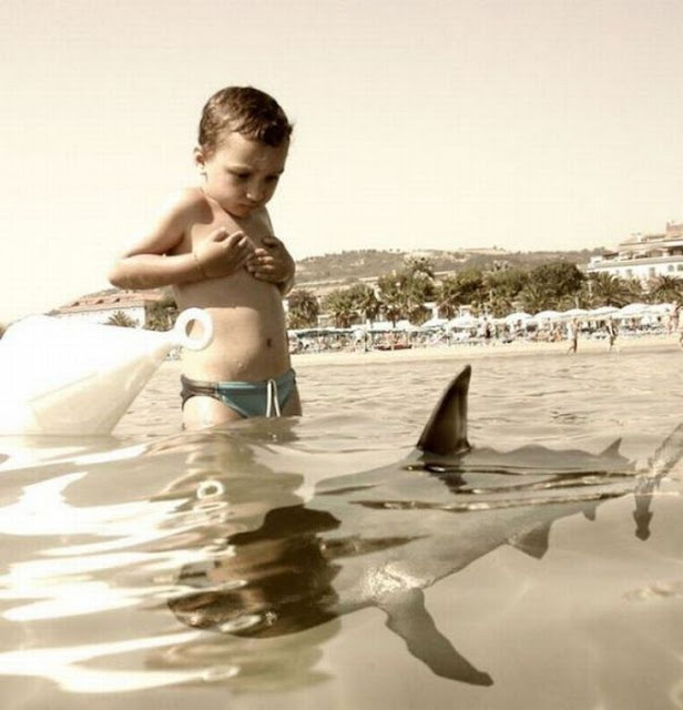 Θαλάσσια ζωή - Marine life