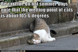 Image result for hot cat in texas