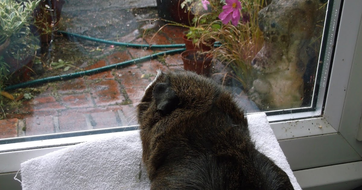 Undercover Guinea Pigs Rain!!