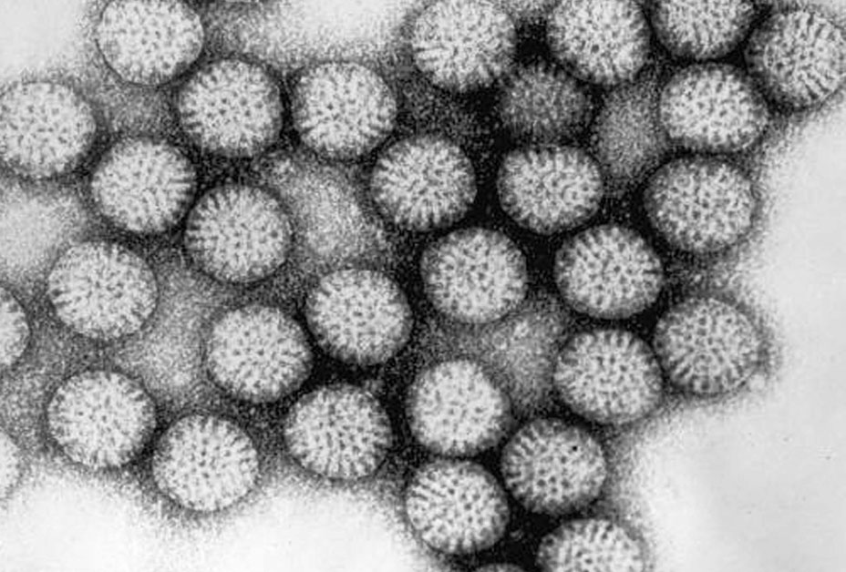 El mundo de los microbichos Rotavirus