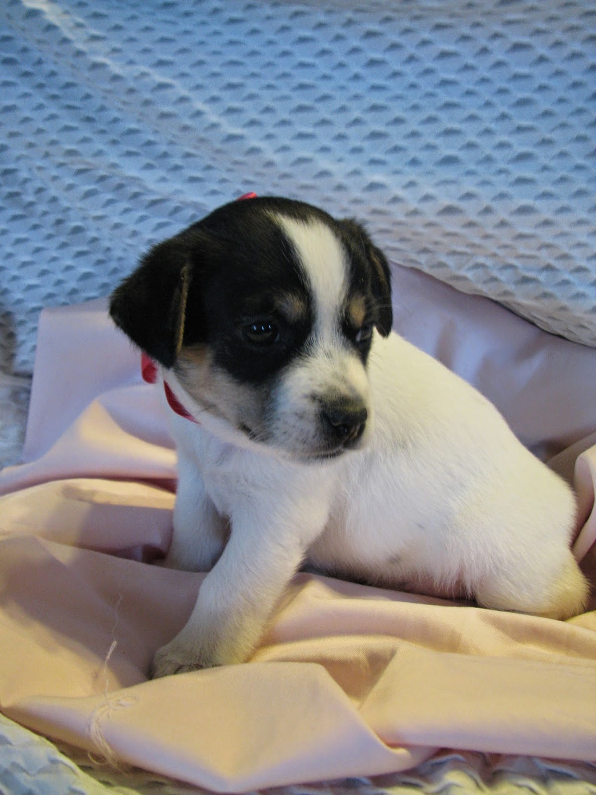 щенок в 4 месяца 4 кг