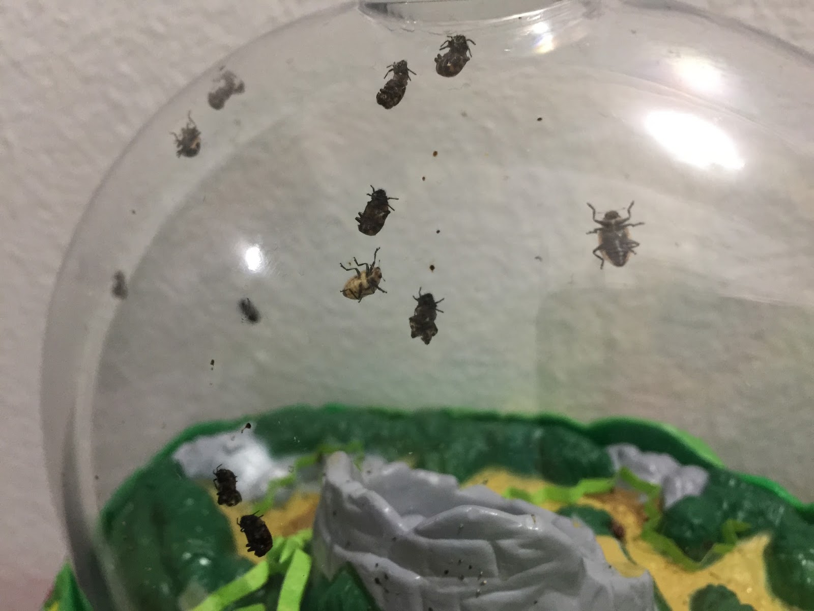 Day To Day Moments What Do You Know About Ladybugs Insect Lore Ladybug Land With Live Larvae