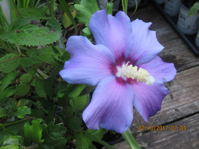 Plants Are The Strangest People Pretty Picture Hibiscus Syriacus