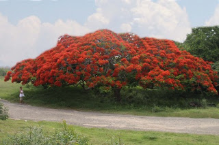 La hermosura del Flamboyan Manzanillero