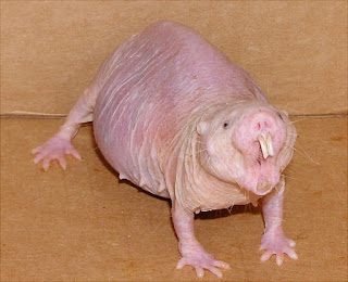     Naked_mole_rat.jpg