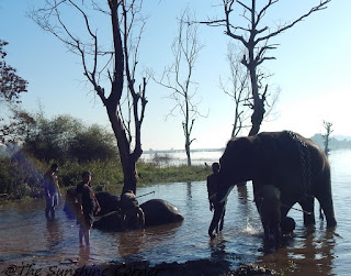 Sakrebail Elephant Camp