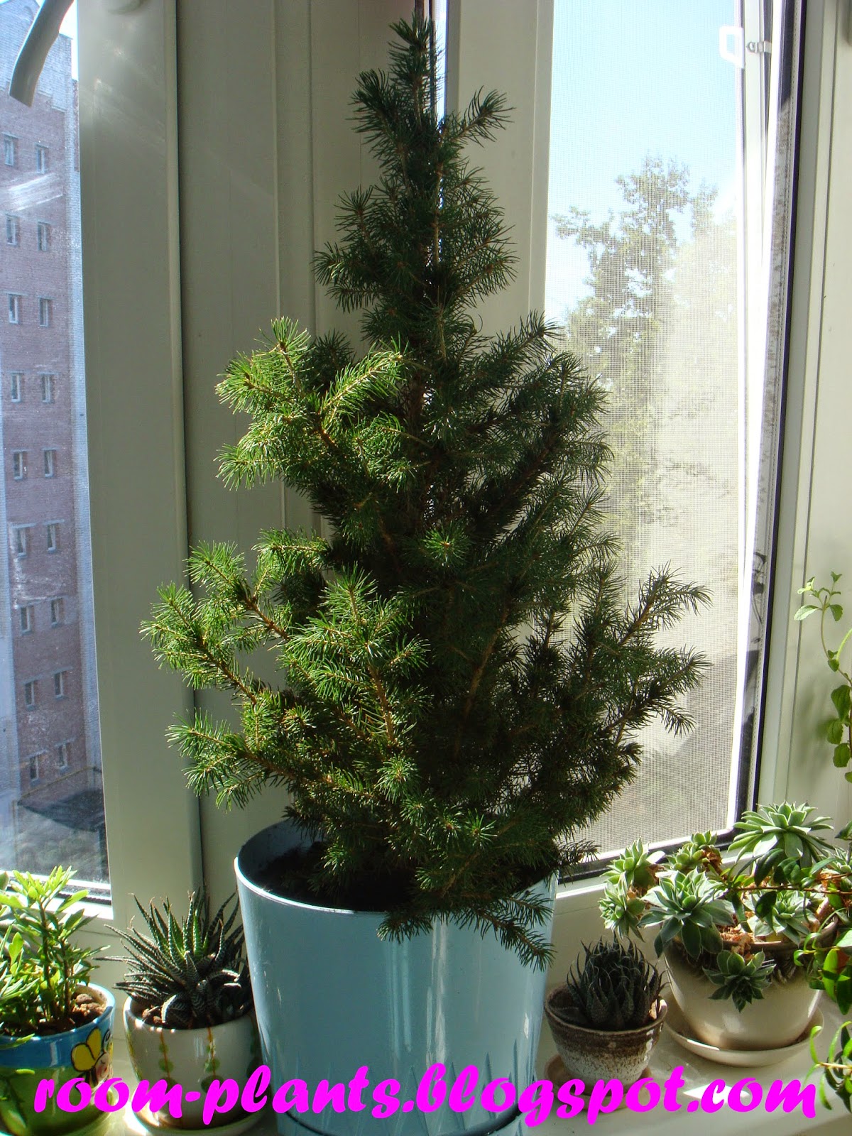 Plant's the soul of your flat A spruce in a pot how to grow the