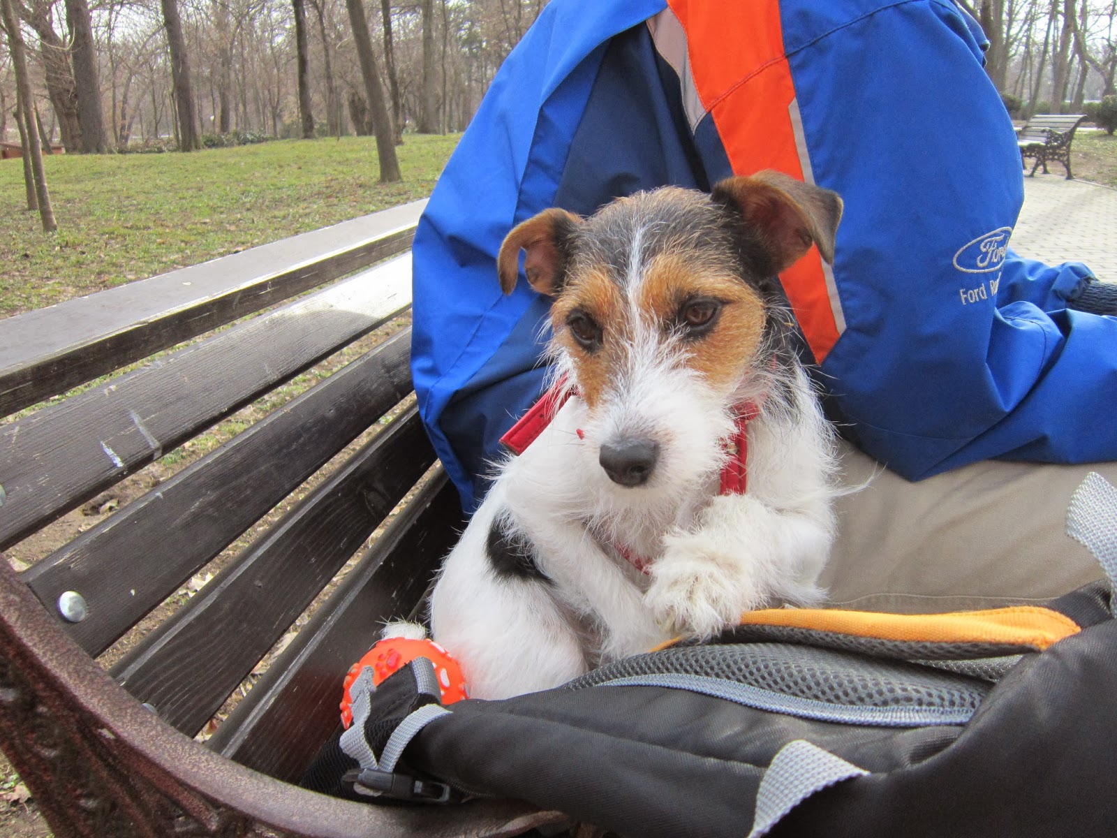 Funny Pets Jack Russell Terrier plays with chew toys