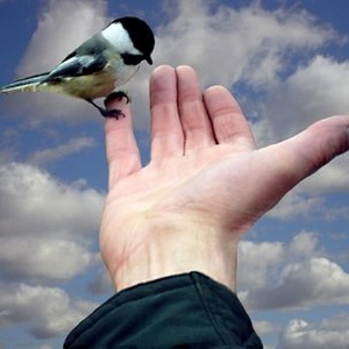 كلمات اغنية عصفور طل من الشباك