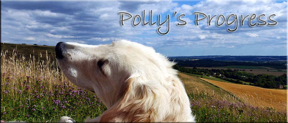 Polly's Progress