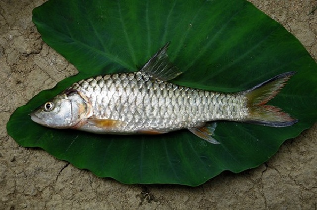 Budidaya Ikan Tawes (Puntius Javanicus) Wader atau Putihan