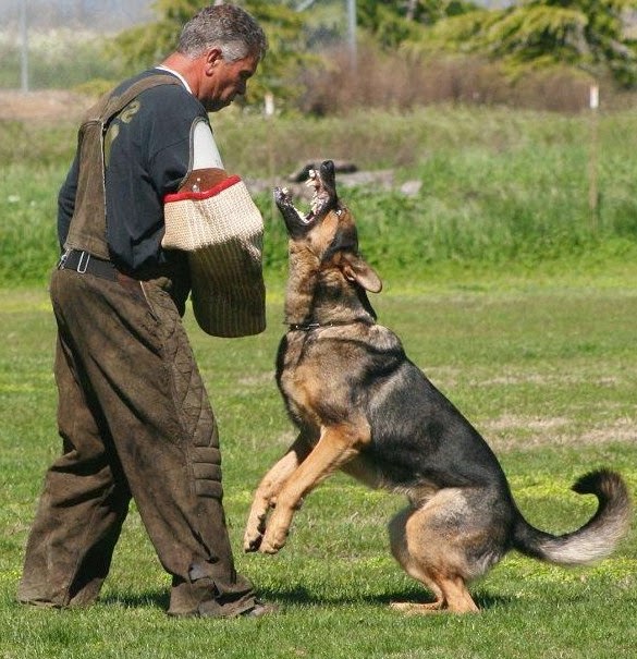 10 best guard dogs in the world Animals Photos Directory