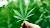 Cannabis libera, arriva disegno di legge del M5S: si potranno coltivare fino a tre piantine  