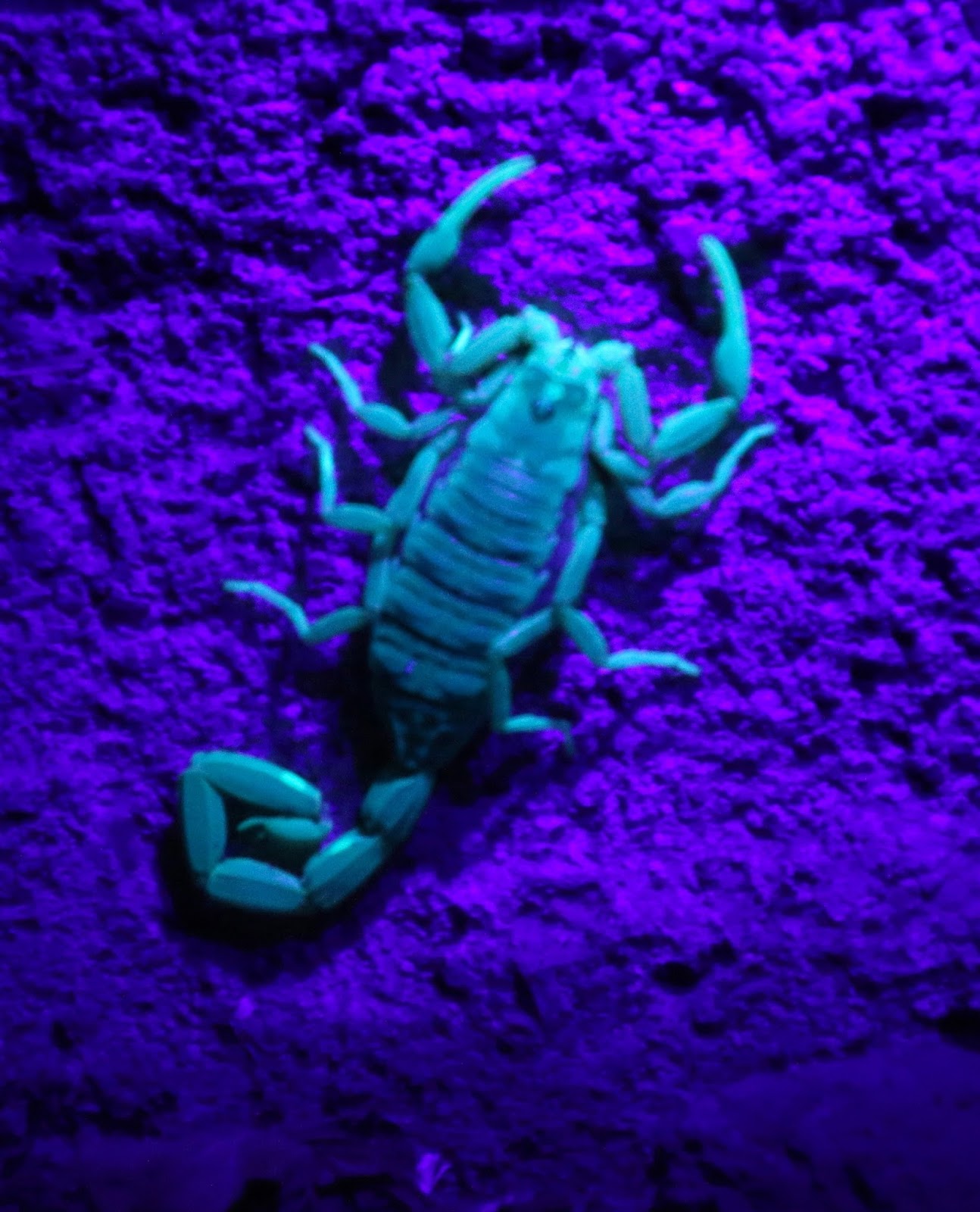 Ty and Ida On the Road: Adios to Texas