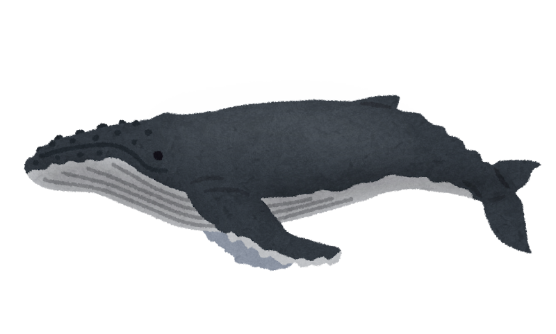 ザトウクジラのイラスト 鯨 かわいいフリー素材集 いらすとや