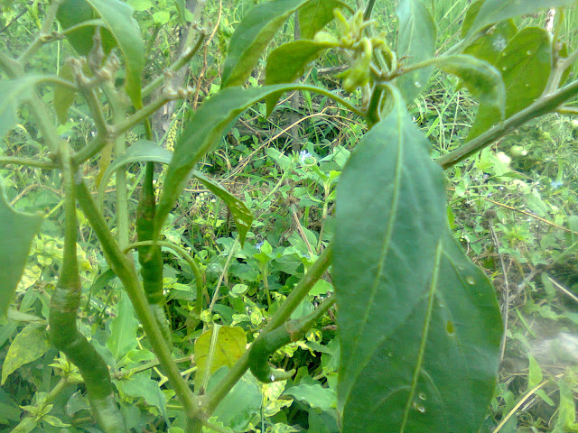 Selain Kekurangan Unsur Hara Nitrogen, Kebersihan Lahan Tanam Juga Penting Agar Tanaman Cabe Tumbuh Optimal Selain Kekurangan Unsur Hara Nitrogen, Kebersihan Lahan Tanam Juga Penting Agar Tanaman Cabe Tumbuh Optimal