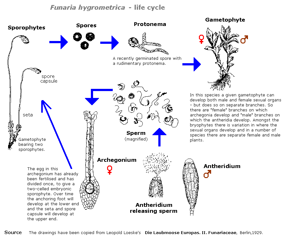 Bryophytes: Amphibians of the Plant Kingdom