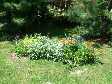 New garden bed with lamb's ears, salvia, coreopsis, oriental poppy by garden muses: a Toronto gardening blog 
