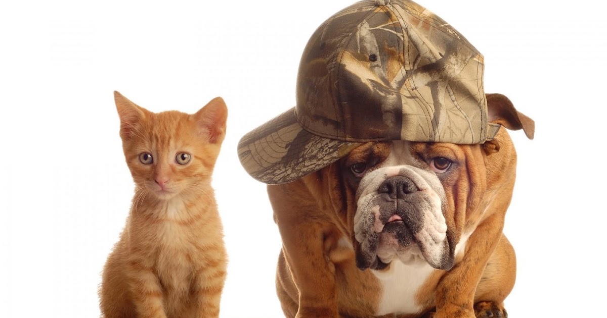 4K Sevimli köpek duvar kağıdı