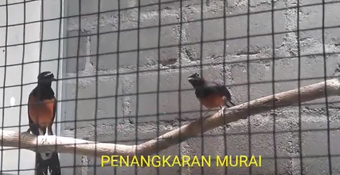 Tahapan Beternak Burung Murai Batu Awal Usaha Rumah Daun Muda