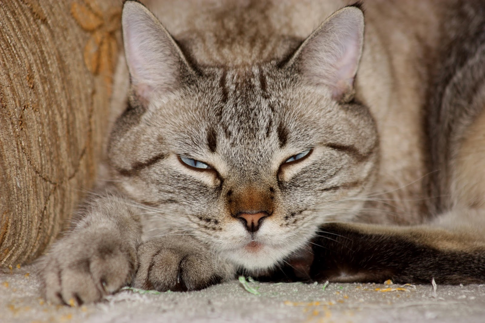 ひげ翻訳者のイングリッシュルーム 英語で 世界最長寿の猫コーデュロイくんから猫が長生きする秘訣を知る