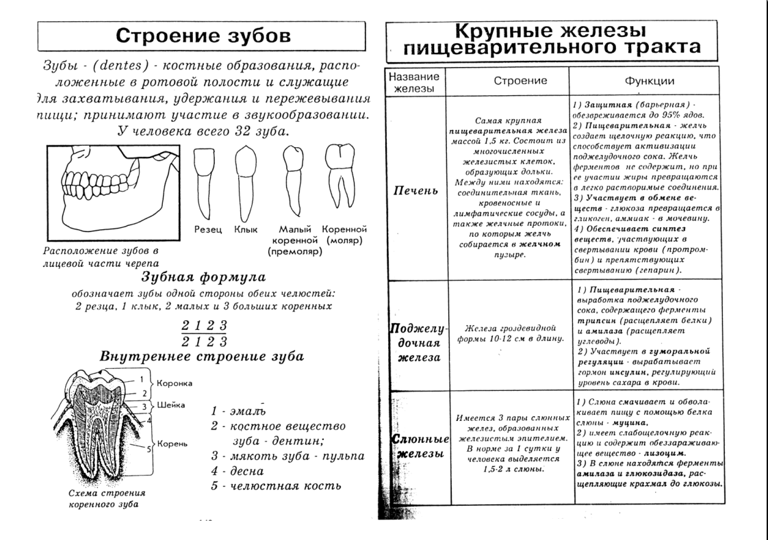 Таблица желез 8 класс биология