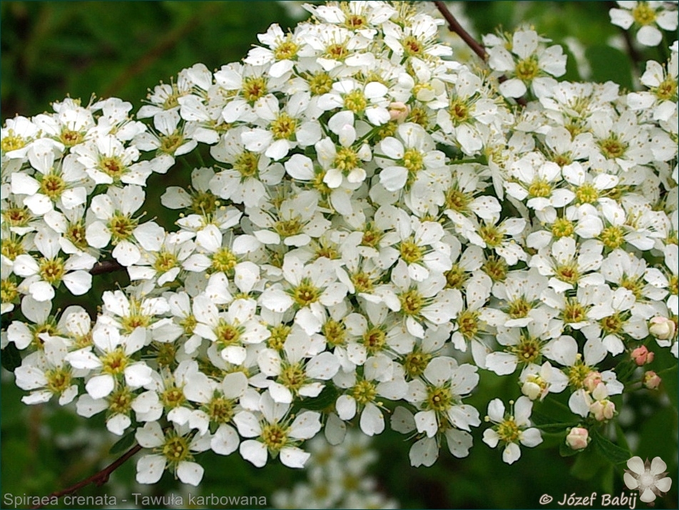 Spiraea crenata - Tawuła karbowana 