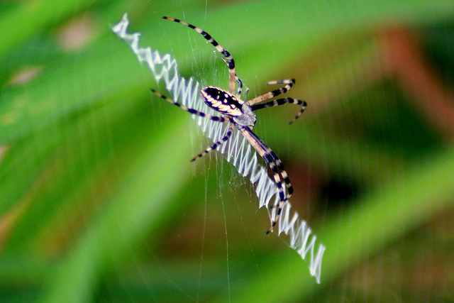 The Spiders That Decorate Their Own Webs