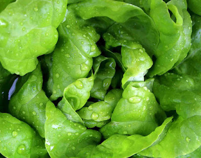 green-lettuce-immunity-boosting-foods-for-adults-children