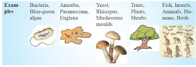 R. H. Whittaker taxonomist