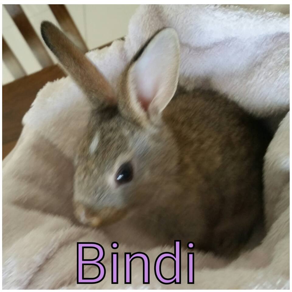 Rabbit Rescue Sanctuary TWEED HEADS BABY RESCUE RABBITS FOR ADOPTION