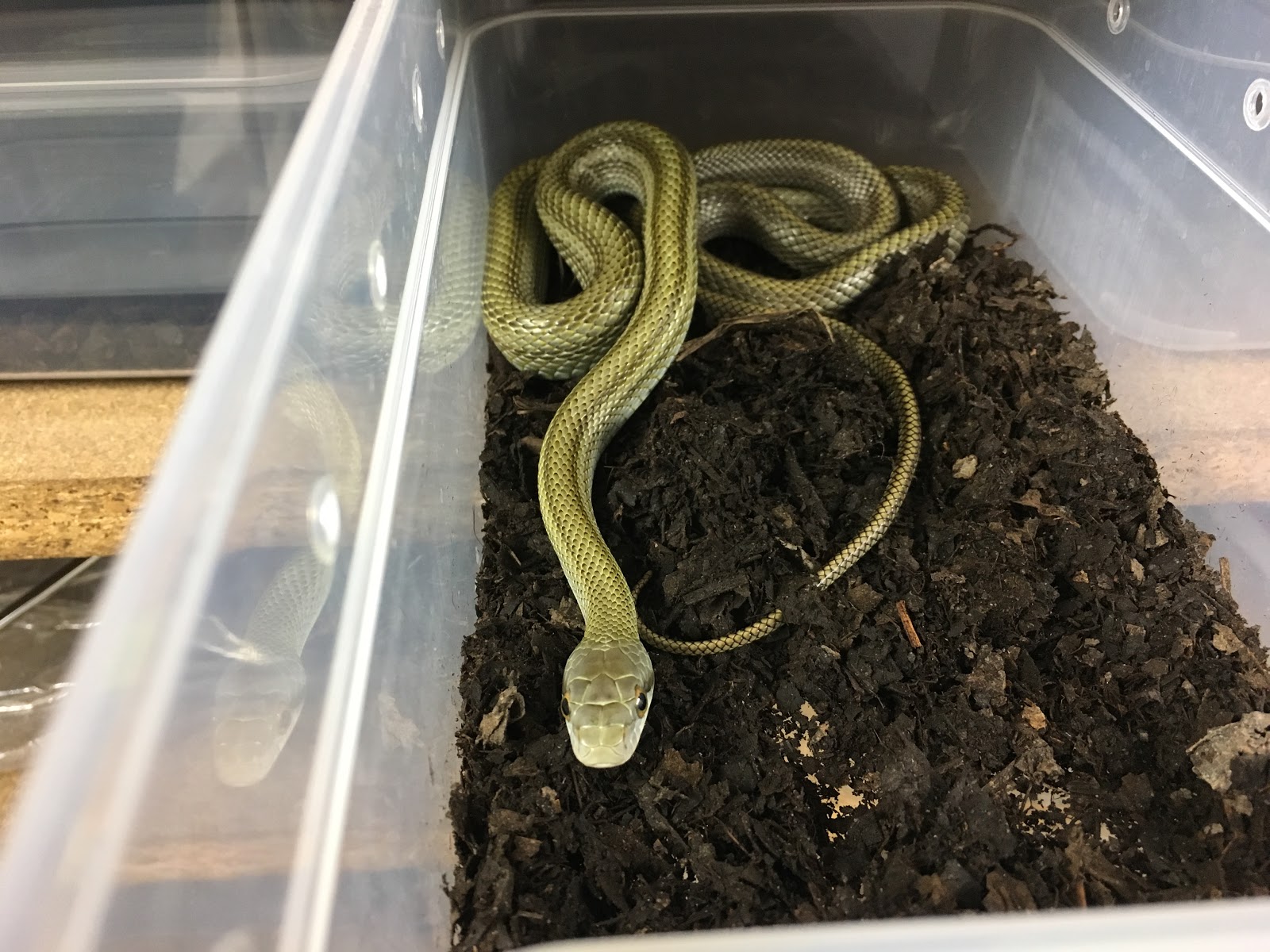 田舎の蛇屋blog もっと強い蛇を探して 10月 17