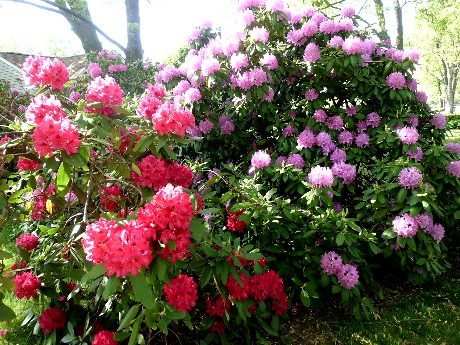 Livin' In The Green: Photo Walk - Rhododendrons