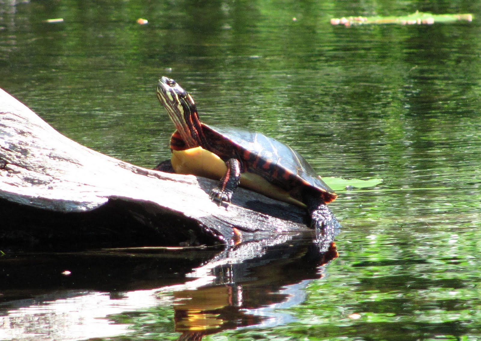 Recreational Kayaking in Maine Casco/Raymond Maine Thomas Pond
