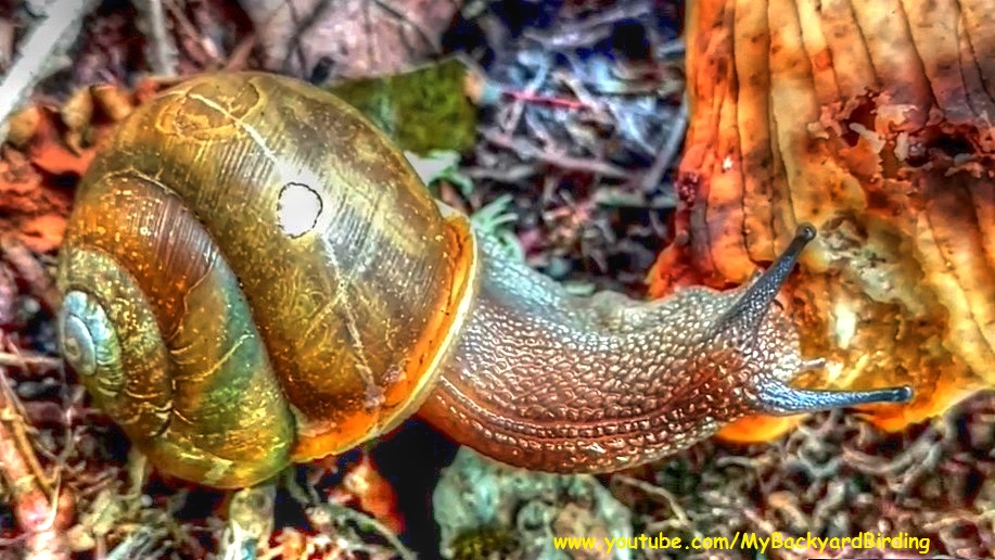 Backyard Birding....and Nature Largest Land Snail In USA Will Amaze You