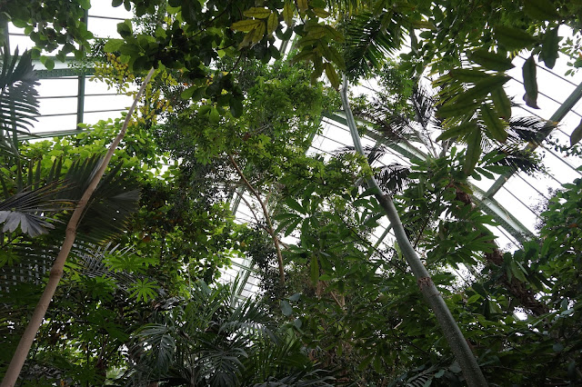 Jardin des Plantes - Serre des forêts tropicales humides