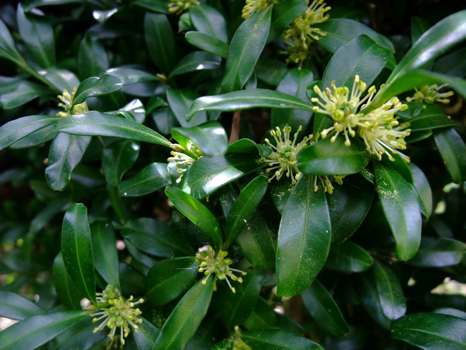 春暖花開: 黃楊木 Buxus radicans Sieb