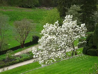 stunning spring garden with white blossom tree