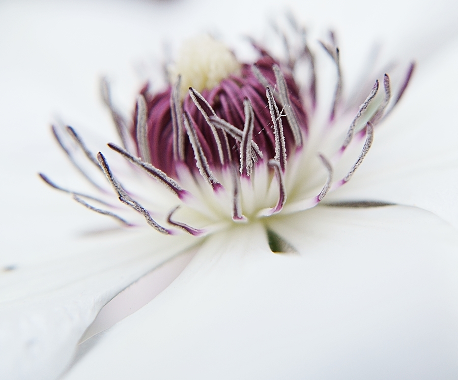 Blog + Fotografie by it's me! - Waldrebe Clematis - Blütenstaub